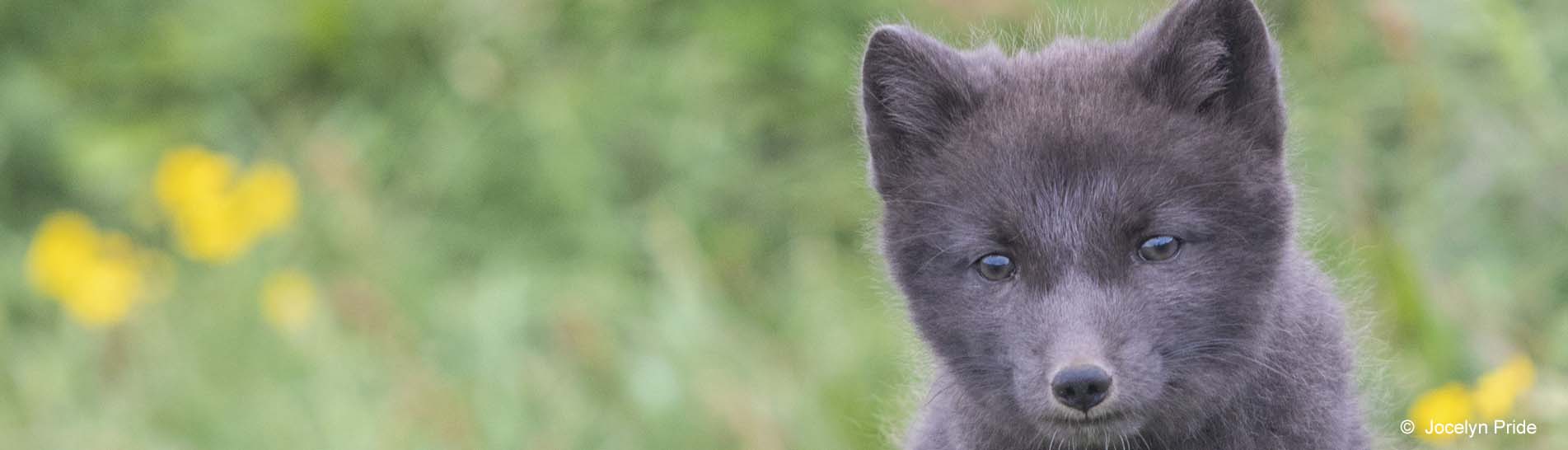 Arctic Fox Jocelyn Pride.jpg